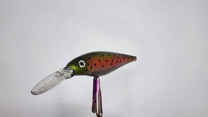 Rainbow Trout